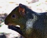 Agouti.jpg