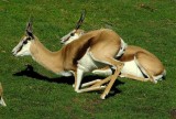 Springbok kneeling.jpg