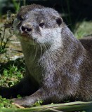 Small-Clawed Otter.jpg