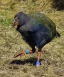 Takahe chick with foot up.jpg