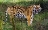 A tigers look.jpg