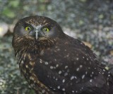 Morepork.jpg