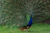 Peacock on guard.jpg