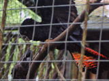 Black Cockatoos.jpg