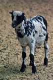 Lamb of Africa.jpg
