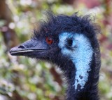 Emu style.jpg