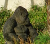 Silverback No need for the gym.jpg