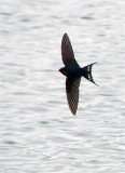 Left turn. Welcome Swallow.