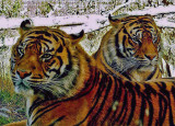Tiger brothers.jpg