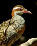 Banded Rail 2008.jpg