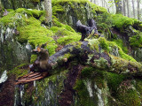 appalachian trail 1898.jpg