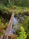 appalachian trail 1946.jpg