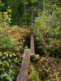 appalachian trail 1955.jpg