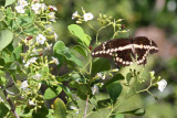 Giant Swallowtail.KeyWest.May 2013.jpeg