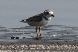 Piping Plover with bands