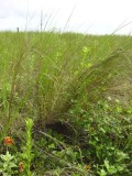 Black Witch at base of grass clump