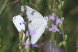 Checkered White. Cameron. 5.24.14.b.jpeg