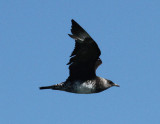 Pomarine Jaeger, Offshore Cameron Parish