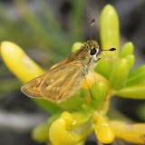 Flavelo Skipper (similar) -   Atalopedes clarkei  -  Aruba