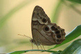 Southern Pearly-eye, 8/15/15, Tickfaw St Park