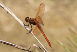 Clear Creek Tract, Golden-winged Skimmer