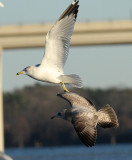 Mew Gull, Jan 10, 2016