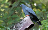 Geranospiza caerulescens.jpg
