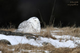 Harfang des neiges #0427.jpg