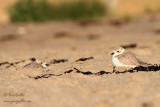 Pluviers siffleurs - Piping Plovers #2380.jpg