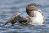 Bébé Plongeon huard #4661.jpg