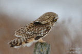Hibou des marais - Short-eared Owl - 7 photos
