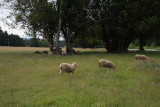 The resident sheep