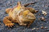 Isabella Land Iguana