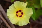 Isabella Hibiscus