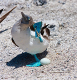 Isabella Blue-Footed Booby