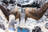 Isabella Blue-Footed Booby Displaying