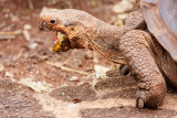 Santa Cruz Giant Tortoise