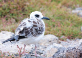 South Plazas Immature Swallow-Tailed Gull