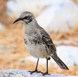 Espaola Hooded Mockingbird