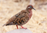 Espaola Galapagos Dove