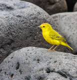 Espaola Yellow Warbler