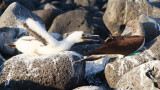 Isla Lobos Blue-Footed Boobies