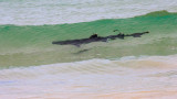 Floreana White Tipped Reef Shark at the shoreline