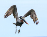 Floreana Brown Pelican