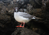 Genovesa Swallow-Tailed Gull