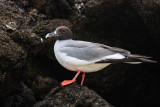 Genovesa Swallow-Tailed Gull