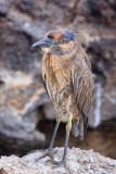 Genovesa Yellow-Crowned Night Heron