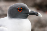 Genovesa Swallow-Tailed Gull