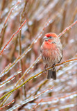Male House Finch on ice covered shrub
