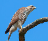 Immature Buteo Species Hawk